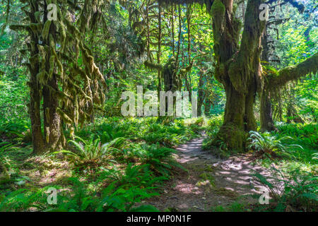 Sentier dans la forêt tropicale de Hoh Olympic National Park. Banque D'Images