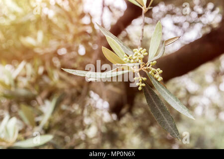 Détail d'une branche d'olivier dans la floraison au printemps, en Andalousie, Espagne Banque D'Images