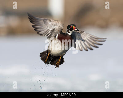 Canards en bois en hiver dans le Minnesota Banque D'Images