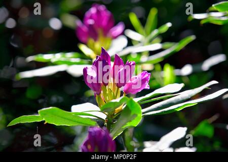 Les hybrides de Rhododendron Helsinki University Banque D'Images