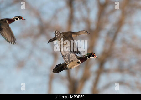 Canards en bois en hiver dans le Minnesota Banque D'Images