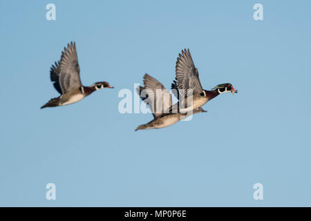 Canards en bois en hiver dans le Minnesota Banque D'Images