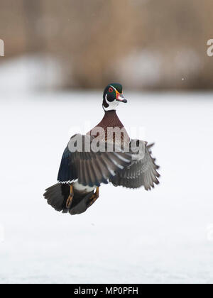 Canards en bois en hiver dans le Minnesota Banque D'Images