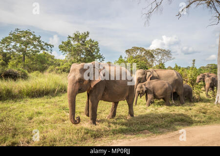 Troupeau d'éléphants du Sri Lanka Banque D'Images