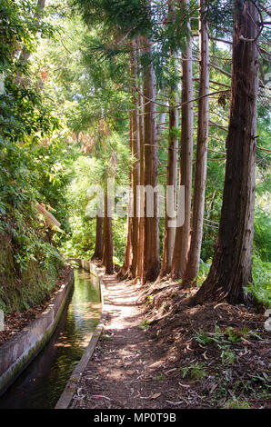 Paysage boisé avec rangée de beaux grands arbres Séquoia aux côtés du sentier pédestre et de l'eau canal d'irrigation, localement appelé levada. Saison d'été, Banque D'Images