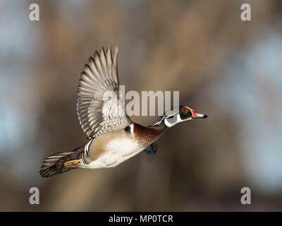 Canards en bois en hiver dans le Minnesota Banque D'Images