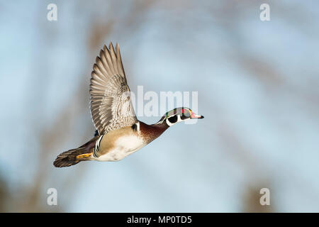 Canards en bois en hiver dans le Minnesota Banque D'Images