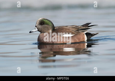 En hiver Widgeon commun au Minnesota Banque D'Images