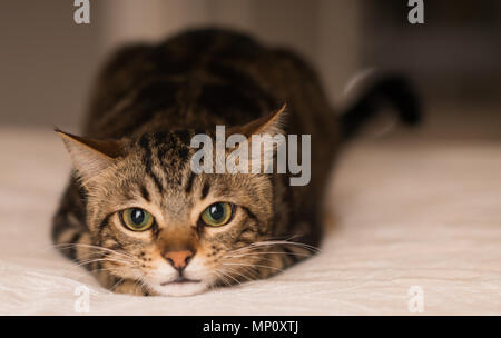 Beau chat domestique à la maison Banque D'Images