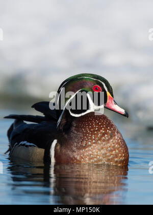 Canards en bois en hiver dans le Minnesota Banque D'Images