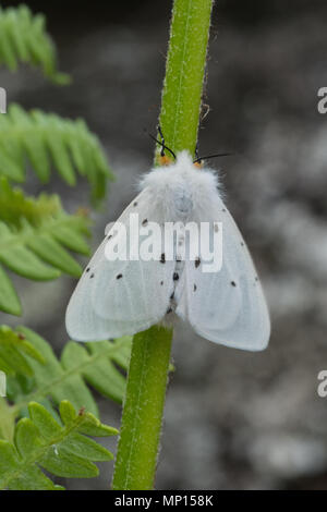 Femme papillon mousseline (Diaphora mendica) sur bracken à Surrey, UK Banque D'Images