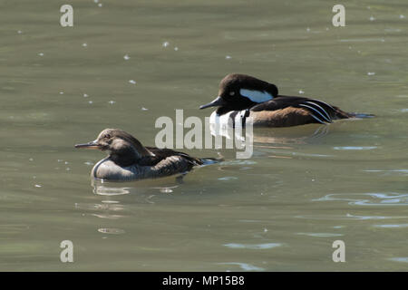 Paire de canards le harle couronné (Lophodytes cucullatus) natation Banque D'Images