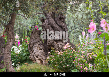 Vieux Oliviers et les jeunes plantes herbacées vivant côte à côte dans le jardin historique de Getshemene la scène de Jésus Christ, la prière d'agonie Banque D'Images