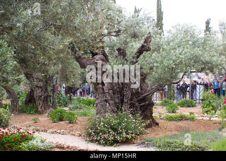 Vieux Oliviers et les jeunes plantes herbacées vivant côte à côte dans le jardin historique de Getshemene la scène de Jésus Christ, la prière d'agonie Banque D'Images