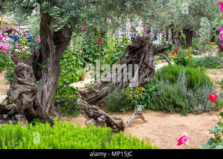 Vieux Oliviers et les jeunes plantes herbacées vivant côte à côte dans le jardin historique de Getshemene la scène de Jésus Christ, la prière d'agonie Banque D'Images