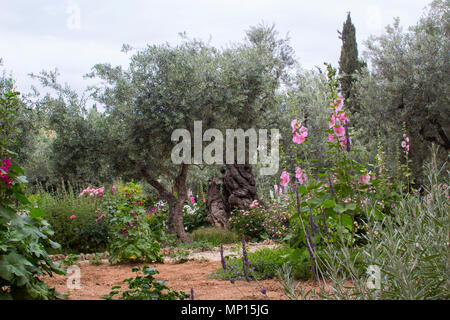 Vieux Oliviers et les jeunes plantes herbacées vivant côte à côte dans le jardin historique de Getshemene la scène de Jésus Christ, la prière d'agonie Banque D'Images