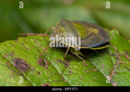 L'ajonc Shieldbug (Piezodorus lituratus) reposant sur des feuilles de mûrier. Tipperary, Irlande Banque D'Images