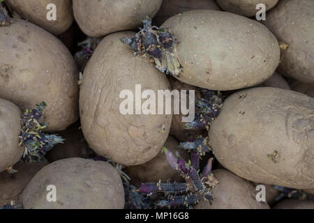 Les plants de pommes de terre biologiques (Salomé) Banque D'Images