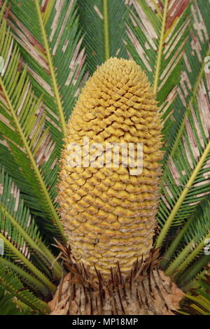 La structure de reproduction d'un Cycad. La structure de reproduction est intitulé un strobile ou cône. Banque D'Images