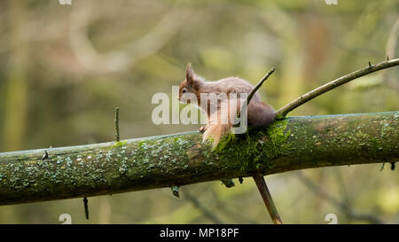 Seul, mignon écureuil rouge avec queue touffue assis sur une branche d'arbre - Snaizeholme Écureuil rouge Trail, près de Hawes, Yorkshire, Angleterre, Royaume-Uni. Banque D'Images