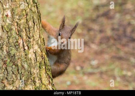 Seul, mignon écureuil rouge accroché à tronc de l'arbre et effrontément peeping round - Snaizeholme Écureuil rouge Trail, près de Hawes, Yorkshire, Angleterre, Royaume-Uni. Banque D'Images