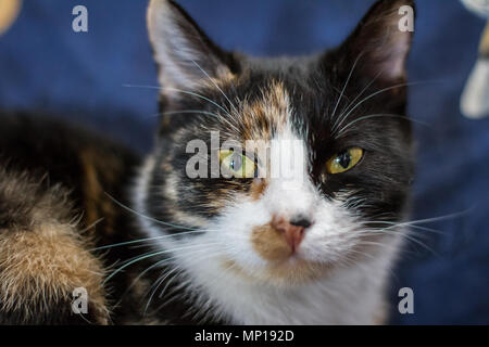 Chat domestique en couleur piebald posé sur une chaise dans la chambre (Felis catus) Banque D'Images