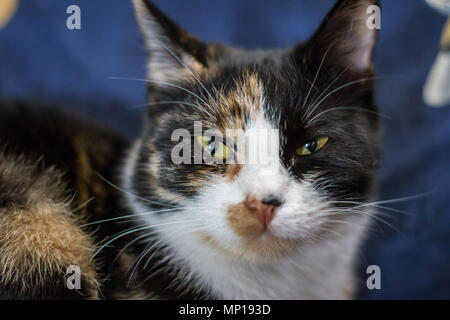 Chat domestique en couleur piebald posé sur une chaise dans la chambre (Felis catus) Banque D'Images