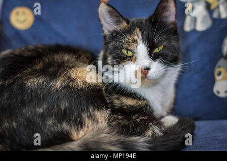 Chat domestique en couleur piebald posé sur une chaise dans la chambre (Felis catus) Banque D'Images