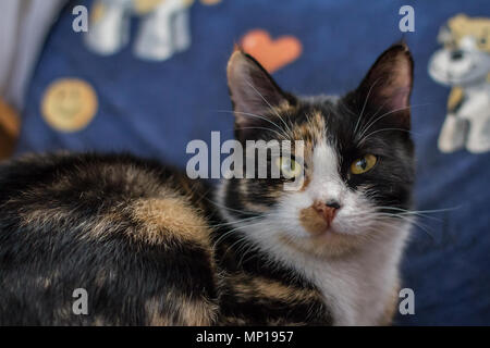 Chat domestique en couleur piebald posé sur une chaise dans la chambre (Felis catus) Banque D'Images