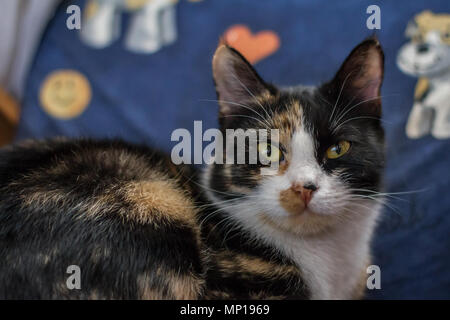 Chat domestique en couleur piebald posé sur une chaise dans la chambre (Felis catus) Banque D'Images
