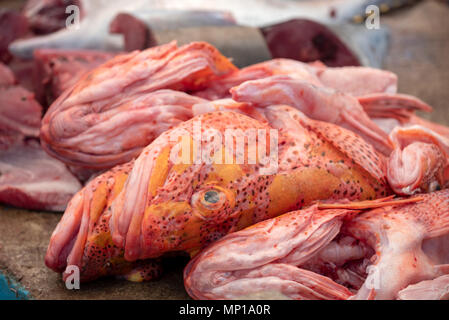 Le poisson scorpion, connu localement sous le nom de brujo, du marché aux poissons à Puerto Ayora, l'île de Santa Cruz, îles Galapagos, en Équateur. Banque D'Images