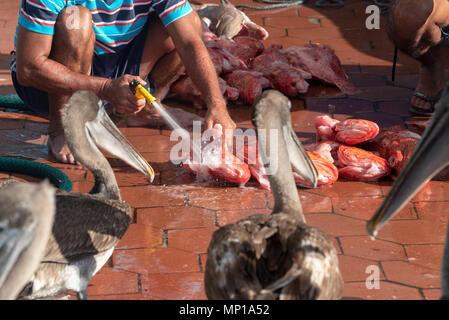 Rinçage pêcheur poisson Scorpion, connu localement sous le nom de brujo, avec des pélicans en attente de jette, du marché aux poissons à Puerto Ayora, l'île de Santa Cruz, Gala Banque D'Images