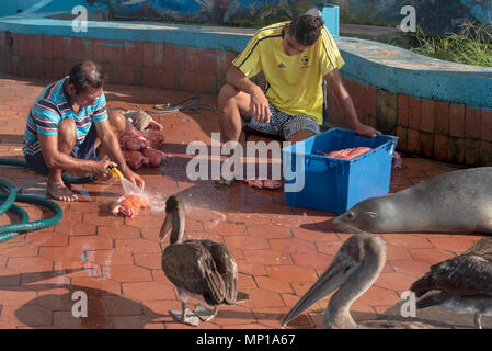 Rinçage pêcheur poisson Scorpion, connu localement sous le nom de brujo, avec des pélicans et une otarie en attente de jette, du marché aux poissons à Puerto Ayora, Santa Cr Banque D'Images