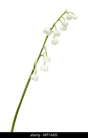 Le muguet - fleurs isolé sur fond blanc Banque D'Images