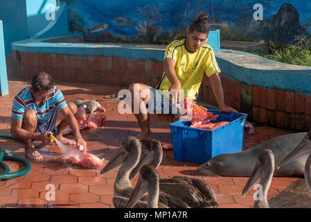 Rinçage pêcheur poisson Scorpion, connu localement sous le nom de brujo, avec des pélicans et une otarie en attente de jette, du marché aux poissons à Puerto Ayora, Santa Cr Banque D'Images