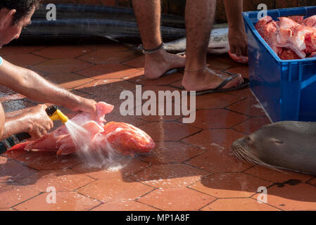 Rinçage pêcheur poisson Scorpion, connu localement sous le nom de brujo, avec un lion de mer en attente de jette, du marché aux poissons à Puerto Ayora, l'île de Santa Cruz, Ga Banque D'Images