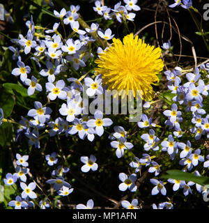 Un seul pissenlit taraxacum, jaune vif, poussant dans un champ de bluets, Houstonia, dans les Adirondacks, NY USA, concept différent. Banque D'Images