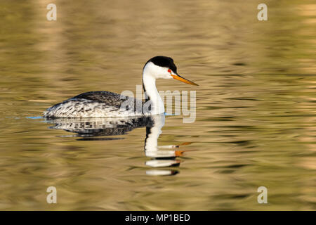 Clark's Grebe, Putnam's Point, en Oregon. Moins commune que le grèbe élégant, ils se reproduisent dans le nord du sud et du centre du Mexique. Banque D'Images