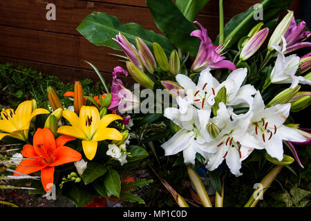 Mélanger les couleurs à la maison de décor fleurs de lys lys fleurs couleurs heureux Banque D'Images