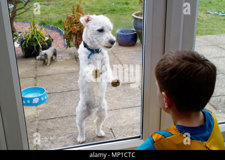 Un petit chien et un petit garçon (5 ans) regardant à travers un verre porte patio Banque D'Images