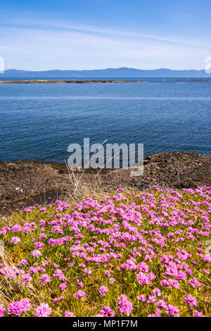Sea Thrift plantes, parc provincial Helliwell, Hornby Island, BC, Canada. Banque D'Images