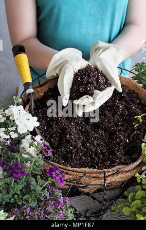 Démonstration d'une jeune femme donnant un tutoriel sur la façon de planter une suspension ou un pot de fleurs. Fleurs : Verveine, Pétunias, Creeping Jenn Banque D'Images