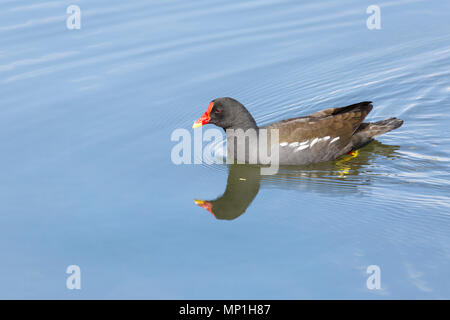 Gallinule poule-d'eau piscine sur Kings Mill dans le réservoir dans le Nottinghamshire Mansfield Banque D'Images