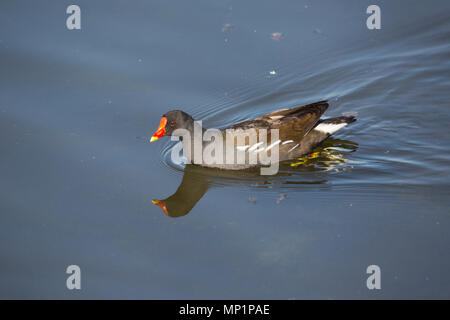 Gallinule poule-d'eau piscine sur réservoir Kingsmill j Mansfield dans Nottinghamshire Banque D'Images