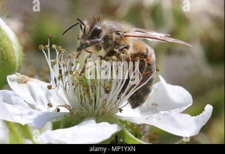 Berlin,Allemagne. 20 mai 2018. Une abeille se trouve sur les fleurs d'un buisson ardent et recueille le nectar d'abeilles du Monde 24. Il y a quelques 870 000 colonies d'abeilles en Allemagne, qui produisent 25 000 tonnes de miel. Une fois qu'il y avait 560 espèces d'abeilles en Allemagne. Aujourd'hui la moitié d'entre eux sont soit éteintes ou en voie de disparition. Les animaux sont menacés par des virus ou des parasites comme le varroa. Dpa : Crédit photo alliance/Alamy Live News Banque D'Images