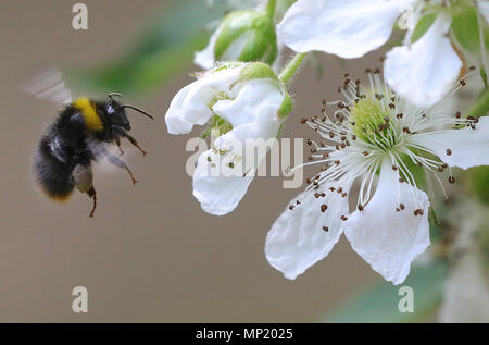 Berlin, Allemagne. 20 mai 2018. Un bourdon de la terre s'envole pour une fleur d'un terminal blackberry bush le monde Journée de l'Abeille. Il y a quelques 870 000 colonies d'abeilles en Allemagne, qui produisent 25 000 tonnes de miel. Une fois qu'il y avait 560 espèces d'abeilles en Allemagne. Aujourd'hui la moitié d'entre eux sont soit éteintes ou en voie de disparition. Les animaux sont menacés par des virus ou des parasites comme le varroa.Crédit : afp photo alliance/Alamy Live News Banque D'Images