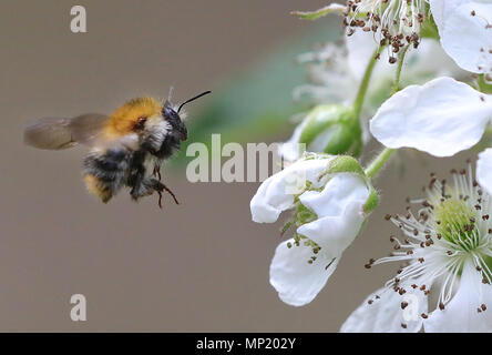 Berlin, Allemagne. 20 mai 2018. Une abeille vole à carder une fleur d'un terminal blackberry bush le monde Journée de l'Abeille. Il y a quelques 870 000 colonies d'abeilles en Allemagne, qui produisent 25 000 tonnes de miel. Une fois qu'il y avait 560 espèces d'abeilles en Allemagne. Aujourd'hui la moitié d'entre eux sont soit éteintes ou en voie de disparition. Les animaux sont menacés par des virus ou des parasites comme le varroa. Dpa : Crédit photo alliance/Alamy Live News Banque D'Images