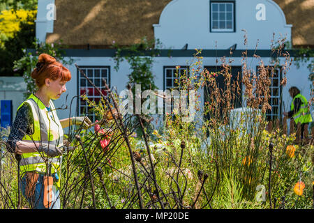 Londres, Royaume-Uni. 20 mai 2018. Londres, Royaume-Uni. 20 mai 2018. Les derniers préparatifs sur l'Afrique du Sud : Trailfinders Wine Estate, Promoteur : Designer : Trailfinders Ltd, Jonathan et Neige Paysage Entrepreneur : Stewart Construction - La RHS Chelsea Flower Show au Royal Hospital, Chelsea. Crédit : Guy Bell/Alamy Live News Crédit : Guy Bell/Alamy Live News Banque D'Images