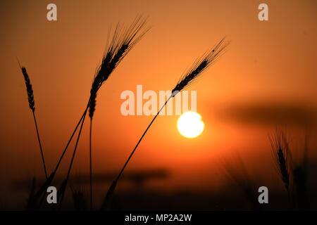 Shanghai, Shanghai, Chine. 20 mai, 2018. Shanghai, Chine 20 mai 2018 : les épis de blé dans la région de coucher du soleil à Shanghai, la Chine de l'est la province de Shandong. Crédit : SIPA Asie/ZUMA/Alamy Fil Live News Banque D'Images