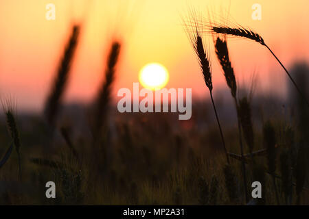 Shanghai, Shanghai, Chine. 20 mai, 2018. Shanghai, Chine 20 mai 2018 : les épis de blé dans la région de coucher du soleil à Shanghai, la Chine de l'est la province de Shandong. Crédit : SIPA Asie/ZUMA/Alamy Fil Live News Banque D'Images